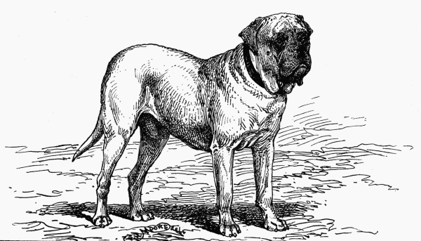 MASTIFF CH. "BEAUFORT" W. K. TAUNTON OWNER.