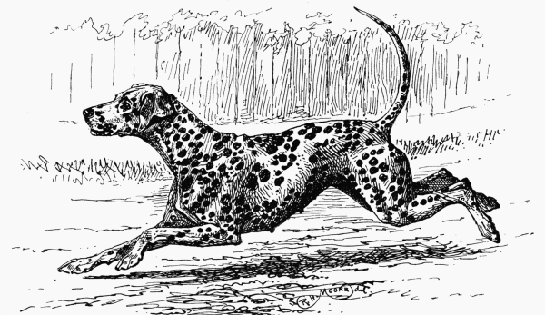 THE BLACK SPOTTED DALMATIAN BITCH CH. "BEROLINA" E. T. PARKER OWNER.