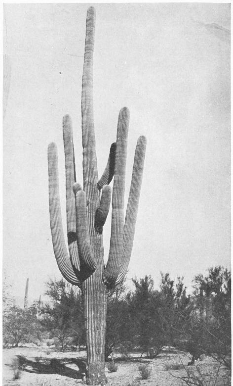 GIANT CACTUS OR SAHUARO (Cereus giganteus)