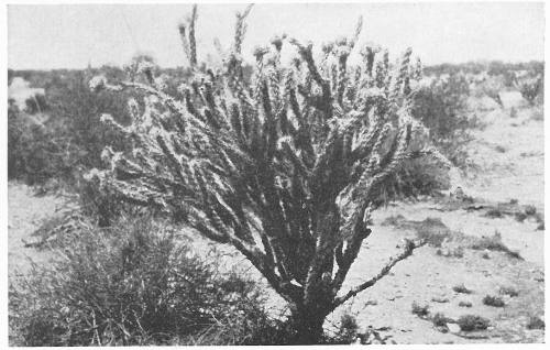 BUCKHORN CHOLLA (Opuntia acanthocarpa)