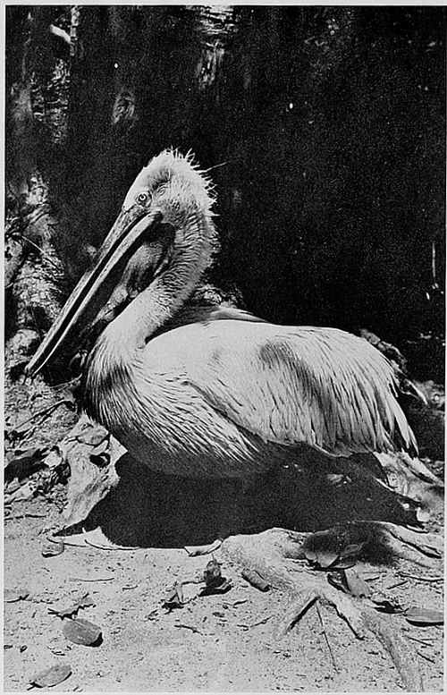 THE GREY PELICAN. (PELECANUS PHILIPPENSIS)