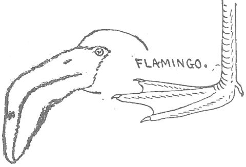 ORDER 6. FLAMINGOES. Odontoglossæ.