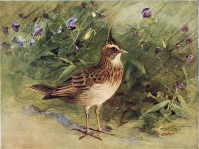 CRESTED LARK