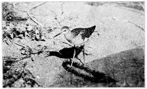 LESSER YELLOW-LEGS.