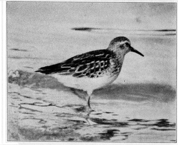 SEMIPALMATED SANDPIPER.