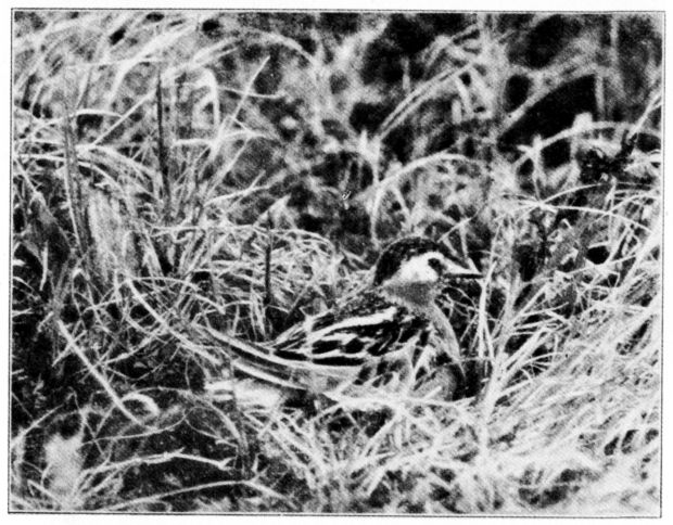 RED PHALAROPE.