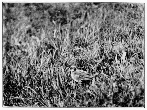 NORTHERN PHALAROPE.