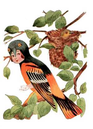 Baltimore Oriole