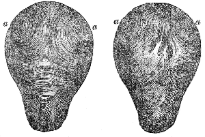 Muscular
Fibres of the Womb