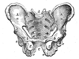 Male
Pelvis