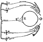 DIAGRAM ILLUSTRATING A REFLEX

An object O suddenly appears in front of the eye. Its image, formed on
the retina R, a sense organ, starts impulses along the fibers of the
sensory nerve cell s, which in turn stimulate the motor nerve cells
m. These in turn stimulate the appropriate muscles of the eyelid,
compelling a wink. (After Hough and Sedgwick, “The Human Mechanism.”)