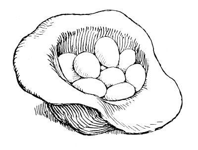 eggs