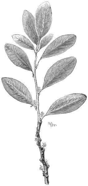 ERYTHROXYLON COCA