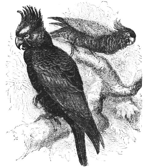 Callicephalus galeatus