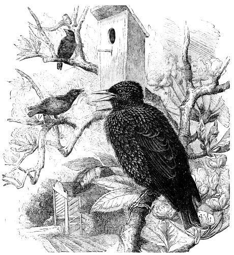 Sturnus vulgaris