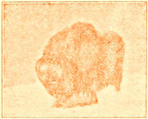 musk-ox