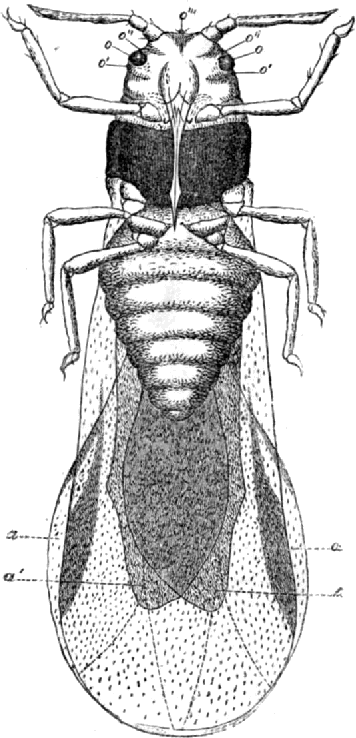 Fillossera alata