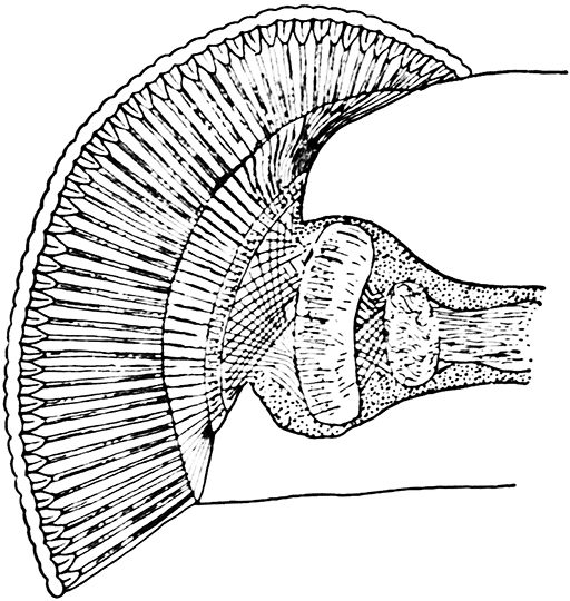 Fig. 37