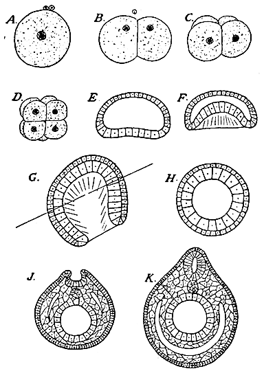 Fig. 11