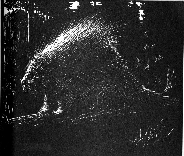 porcupine