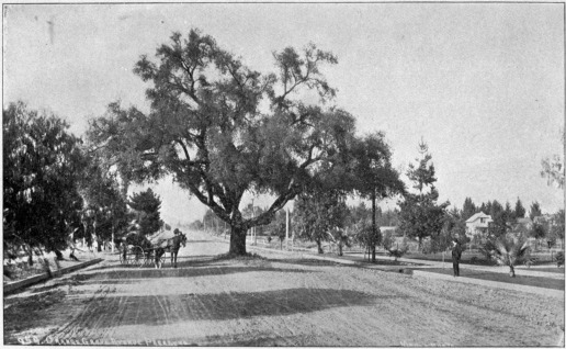 Image not available: AN AVENUE IN PASADENA, CALIFORNIA.