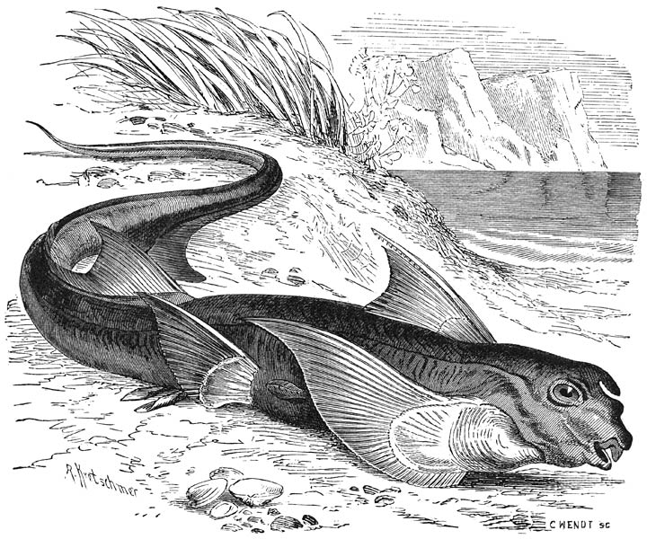 Haringkoning (Chimaera monstrosa). ⅙ v. d. ware grootte.