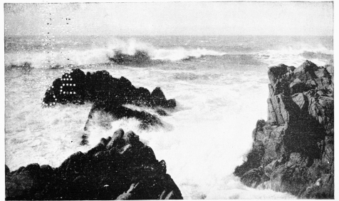 THE SEAL ROCKS AT MONTEREY.