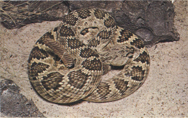 MOJAVE RATTLESNAKE