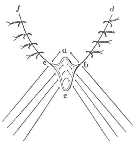 Operation for perineorrhaphy