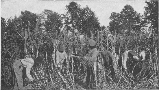 CUTTING SUGAR-CANE ON THE SCHOOL'S FARM