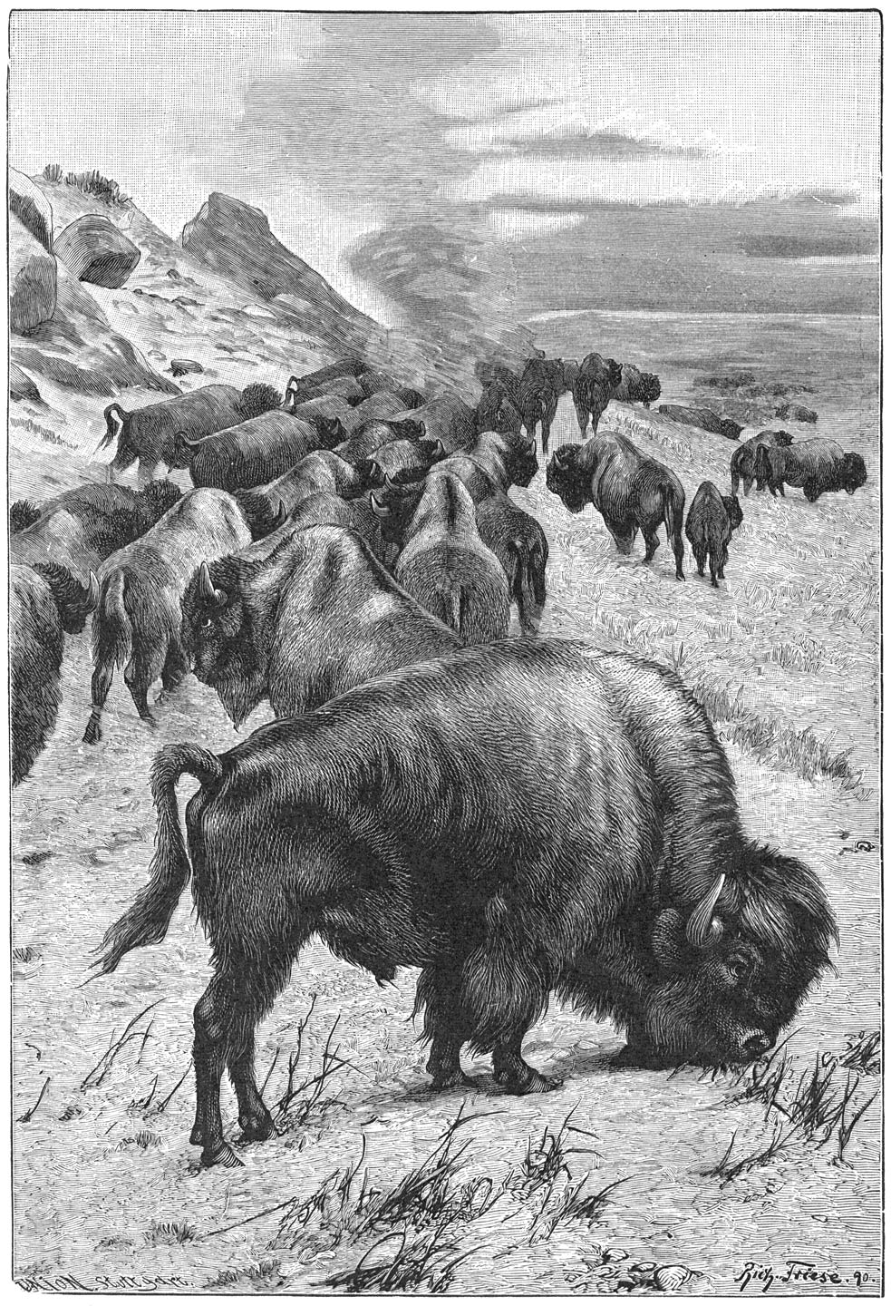 VERHUIZENDE AMERIKAANSCHE BISONS.