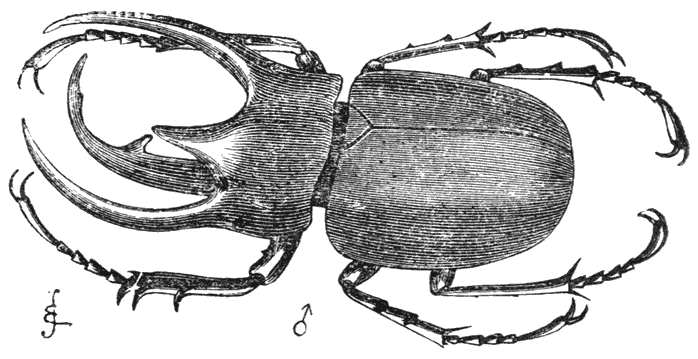 Fig. 57. Mannetje van Chalcosoma (verkleind).