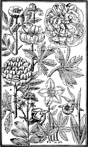 Page 343:  Peonies; Ellebor; Christmas flower; Ladies Slipper.