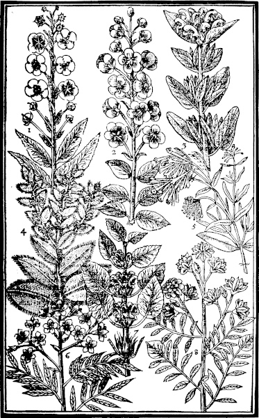 Page 387: Mullein; Sage; Valerian; Hungary dead Nettle; Ladies smocks.