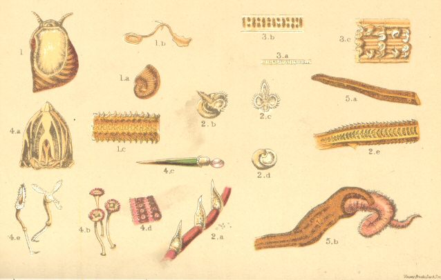 Plate 8: Littorina Littorea etc.