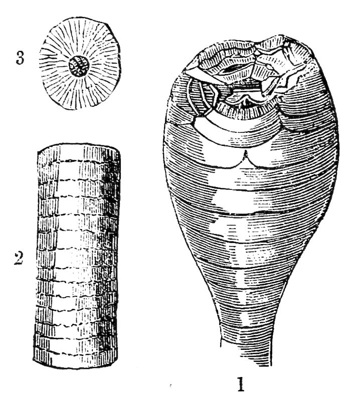 Fossil