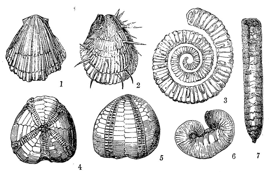 Fossil