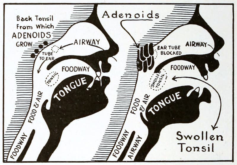 A diagram of the mouth