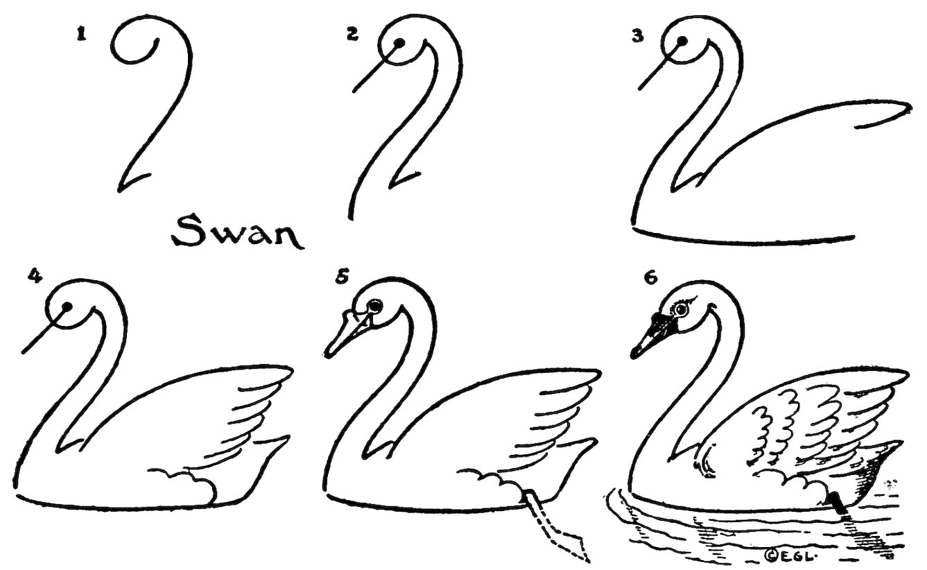 Swan