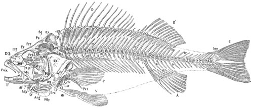 Fig. 15.