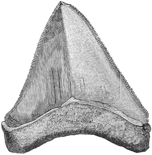 Fig. 85.