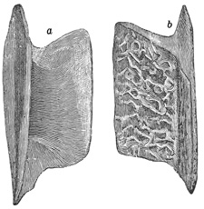 Fig. 179.