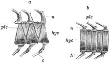 Fig. 215.