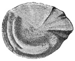 Fig. 230.