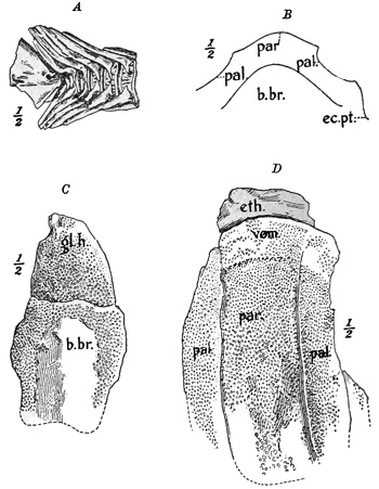 Fig. 231.