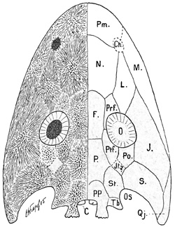 Fig. 275.