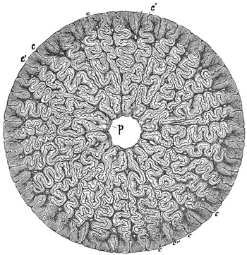 Fig. 281.