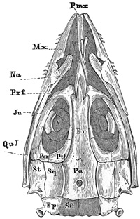 Fig. 294.