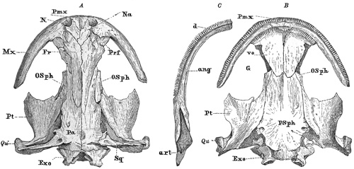 Fig. 310.