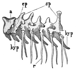 Fig. 358.